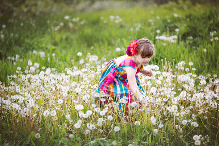 child-picking-dandelions-in-field - Sterilamo